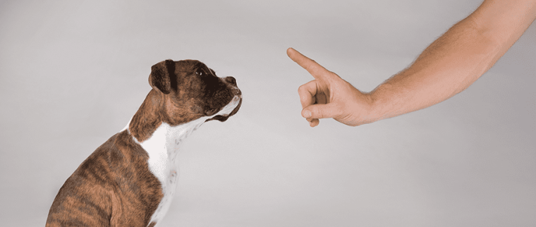 Comment punir mon chien